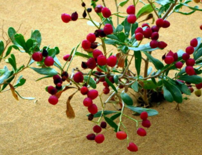 鹽堿地種植什么農(nóng)作物好,鹽堿地種植什么樹比較好