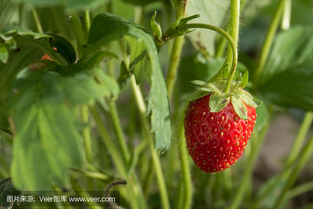非常美味的草莓。草莓作物。紅色,多汁,大漿果。香甜可口的漿果。