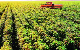 檢驗檢疫 海關等部門聯手保障出口農產品質量安全示范區建設