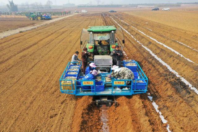 "鐵牛"忙碌鬧春耕|種植|甘蔗|機(jī)械化|武宣縣|農(nóng)機(jī)|糖料