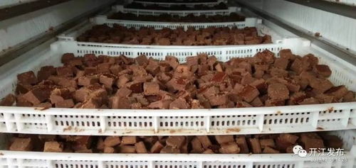 四川開江 甘蔗產(chǎn)業(yè) 帶動農(nóng)民增收致富